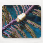 Flamingo Tongue Mouse Pads