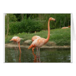 flamingoes greeting cards