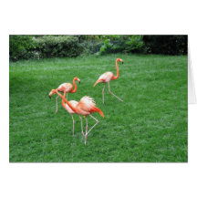 Flamingoes Greeting Card
