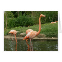 flamingoes greeting cards