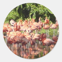 Flamingoes Stickers