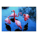 Flamingos dancing greeting cards