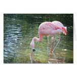 Flamingo's Drink Greeting Card