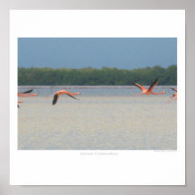 Flamingos in Flight Print
