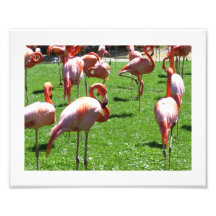 Flamingos Photo Print