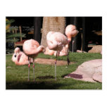 Flamingos Post Card