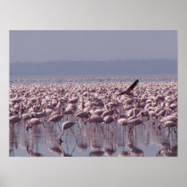 Flamingos poster