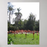 Flamingos Poster
