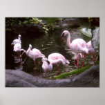 flamingos poster