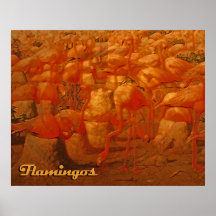 flamingos posters