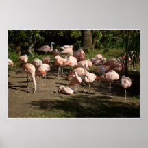Flamingos resting poster