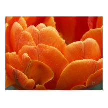 flammes oranges cartes postales