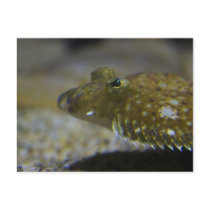 Flatfish Post Cards