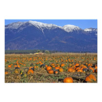 Flathead Valley Montana Pumpkin patch