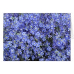 Flax Flowers at Longwood Gardens, Pennsylvania Greeting Card