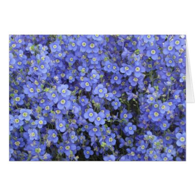 Flax Flowers at Longwood Gardens, Pennsylvania Greeting Card by scenesfromthepast
