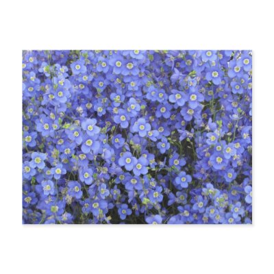 Flax Flowers at Longwood Gardens, Pennsylvania Post Card by scenesfromthepast