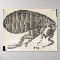 Flea, Flea