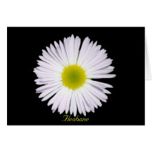 Fleabane Card