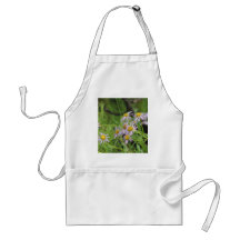 Fleabane daisy wildflower erigeron apron