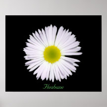 Fleabane Posters