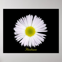 Fleabane Print
