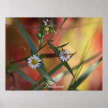 Fleabane Print