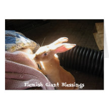 Flemish Giant Blessings Notecards