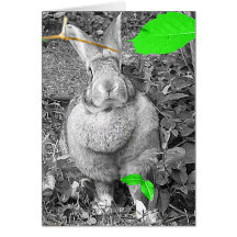 Flemish Giant Rabbit B & W with Green Leaves Card