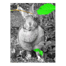 Flemish Giant Rabbit B & W with Green Leaves Post Card
