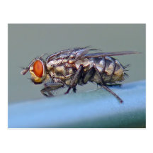 Flesh Fly Postcard.