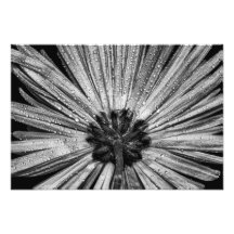 Fleur à l'envers dans noir et le blanc photo d’art