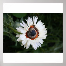 Fleur Affiches