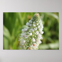 Fleur blanche poster