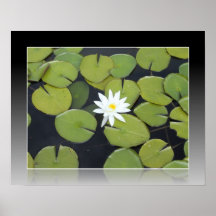 Fleur blanche de Lilypad Affiches