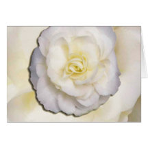 Fleur blanche et jaune carte de vœux