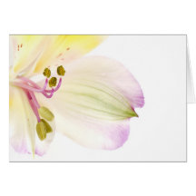 Fleur blanche et jaune d'alstroemeria carte de vœux