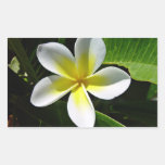 Fleur blanche et jaune de Frangipani Autocollants