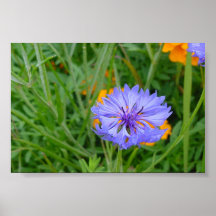 Fleur bleue affiche