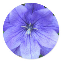 Fleur bleue en médaillon stickers