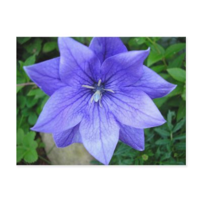 Fleur bleue post cards by luluberlu