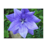 Fleur bleue postcards