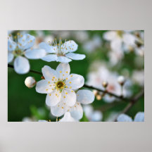 fleur d'arbre de ressort affiches