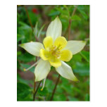Fleur de Columbine en jaune Carte Postale
