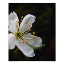 Fleur de Crabapple Photographies