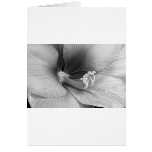 Fleur de fleur d'amaryllis en noir et blanc cartes de vœux