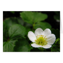Fleur de fraise cartes