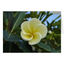 Fleur de Frangipani Carte De Vœux
