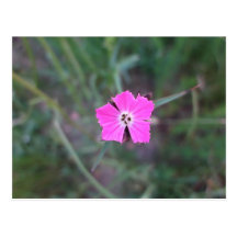Fleur de gibier rose vive carte postale