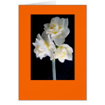 Fleur de Jonquil - 3:1 d'Ecclesiastes Carte